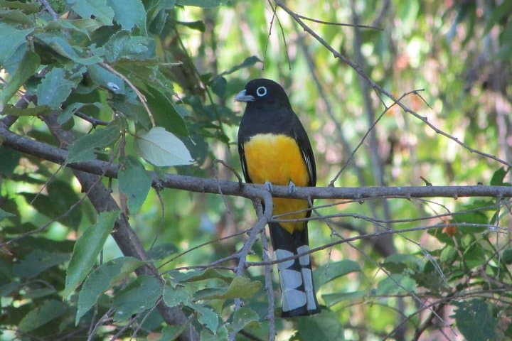 Granada Bird Watching Tour: Cloud-Forest Birds and Volcanic Hot Springs photo 2