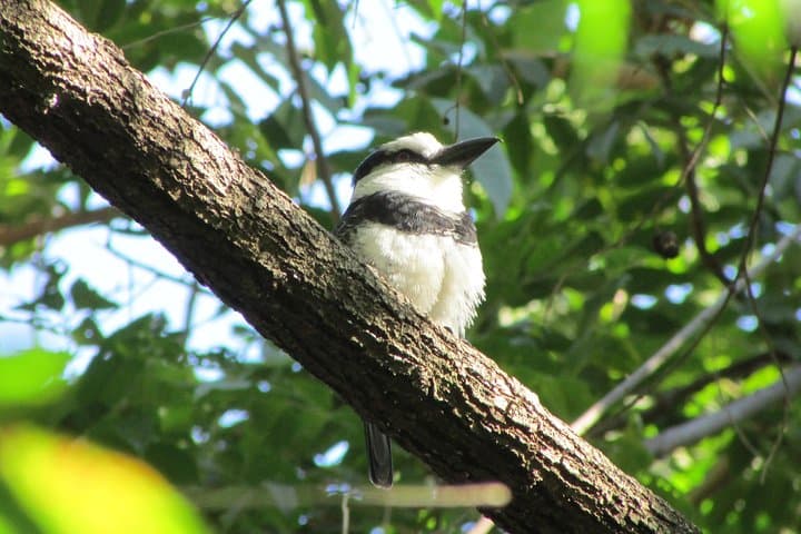Granada Bird Watching Tour: Cloud-Forest Birds and Volcanic Hot Springs photo 3