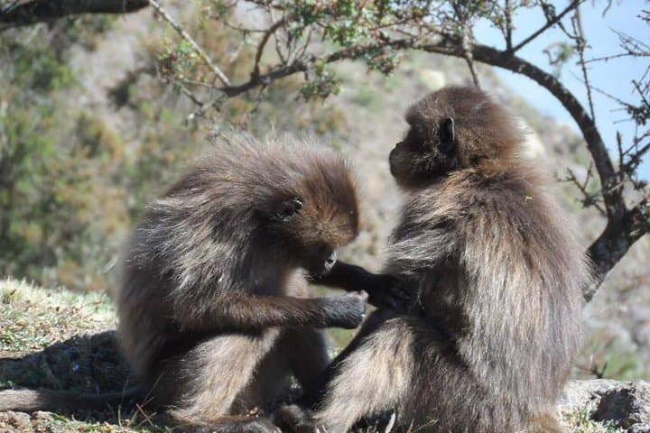 Day Trip to the Portuguese Bridge from Addis Ababa — Gelada Baboons, Waterfall & 16th-Century Bridge photo 4