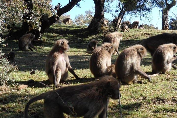 Day Trip to the Portuguese Bridge from Addis Ababa — Gelada Baboons, Waterfall & 16th-Century Bridge photo 5