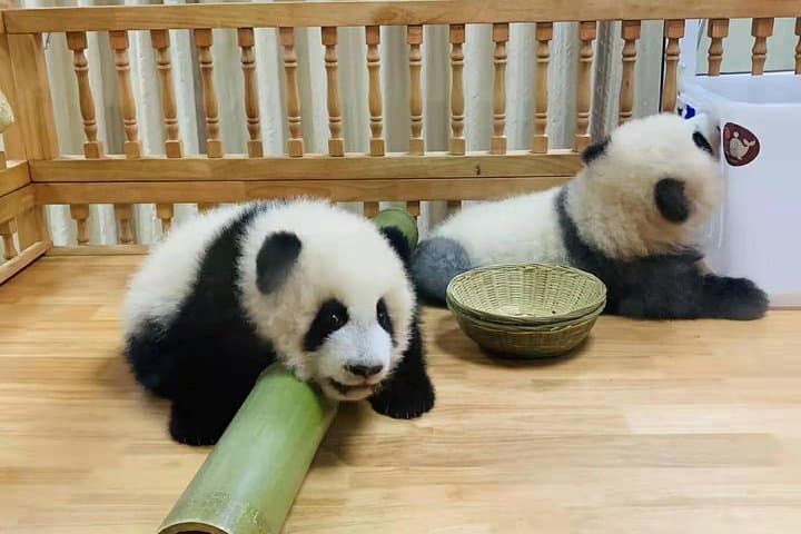 Full-Day Chengdu Panda Base Tour with Custom Afternoon Options photo 2