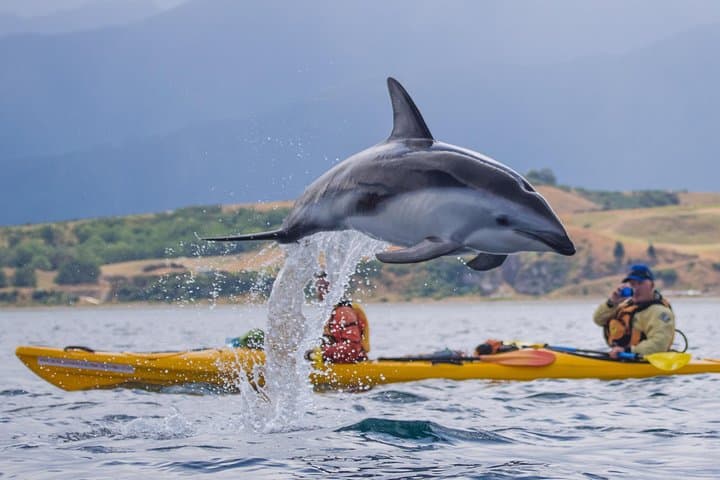 Kaikoura Wildlife Sea Kayaking — Paddle With Seals, Dolphins & Whales