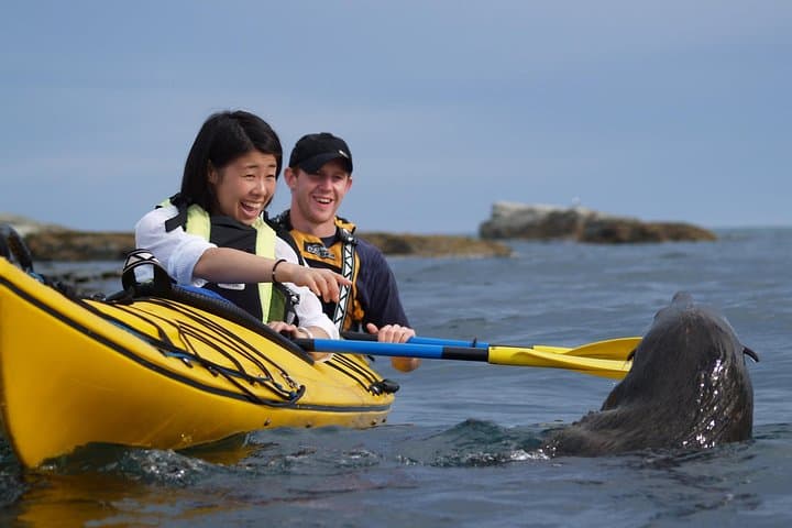 Kaikoura Wildlife Sea Kayaking — Paddle With Seals, Dolphins & Whales photo 2