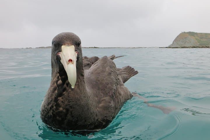 Kaikoura Wildlife Sea Kayaking — Paddle With Seals, Dolphins & Whales photo 5