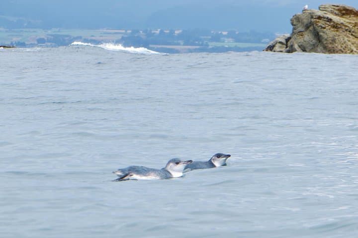 Kaikoura Wildlife Sea Kayaking — Paddle With Seals, Dolphins & Whales photo 6