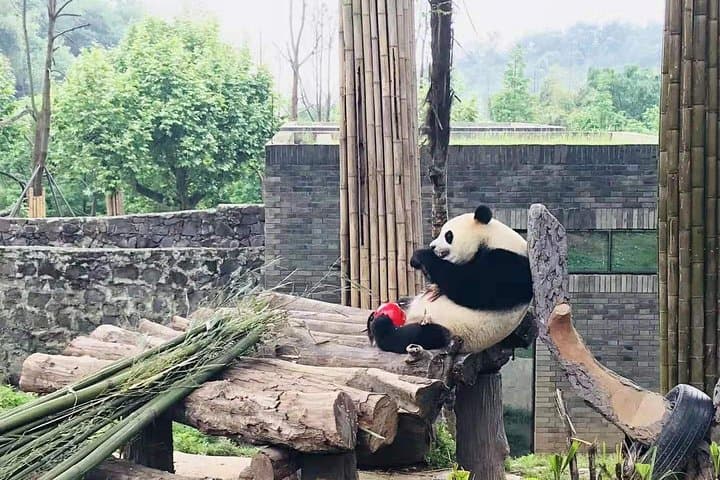 Chengdu in a Day: Panda Base Morning and Leshan Giant Buddha Afternoon photo 1