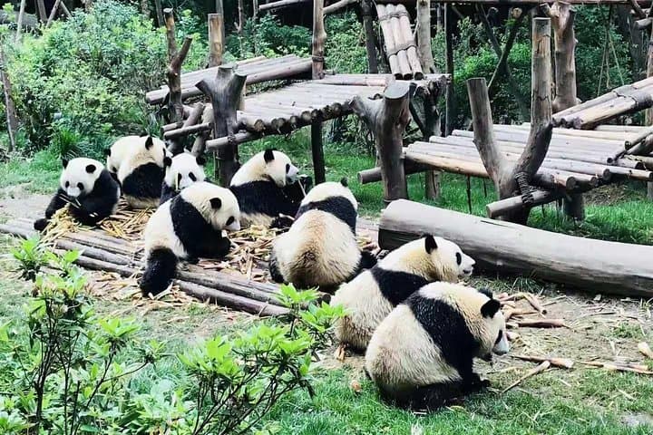 Chengdu in a Day: Panda Base Morning and Leshan Giant Buddha Afternoon photo 2