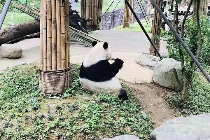 Chengdu in a Day: Panda Base Morning and Leshan Giant Buddha Afternoon photo 3