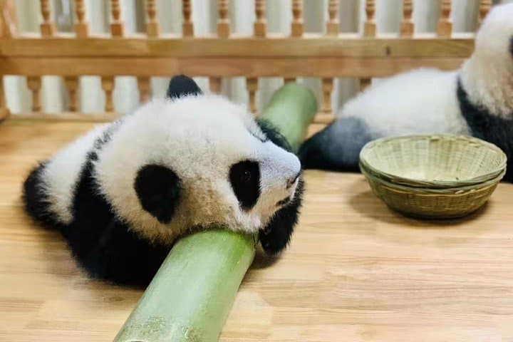 Chengdu in a Day: Panda Base Morning and Leshan Giant Buddha Afternoon photo 4