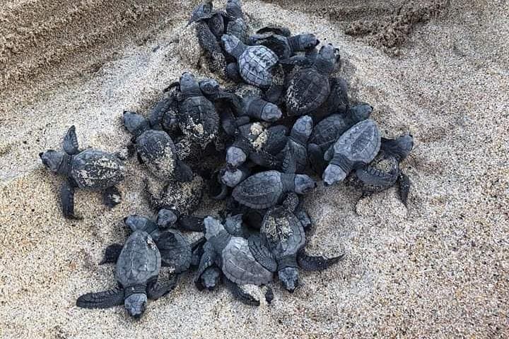 Mazunte Turtle Release Tour — Hatchling Release, Sunset & Coastal Culture photo 2