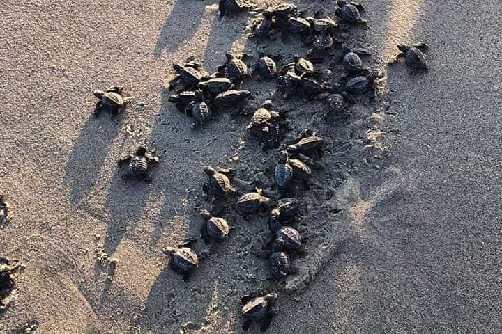 Mazunte Turtle Release Tour — Hatchling Release, Sunset & Coastal Culture photo 5
