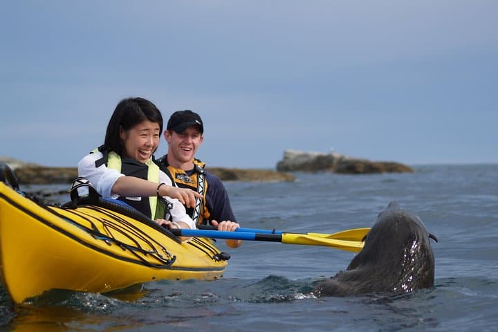 Kaikoura Private Wildlife Kayaking Tour: Seal, Dolphin & Whale Encounters
