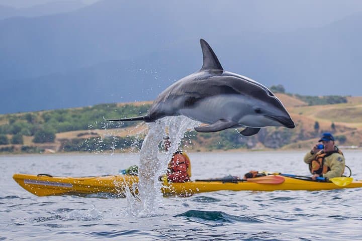 Kaikoura Private Wildlife Kayaking Tour: Seal, Dolphin & Whale Encounters photo 2