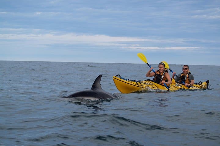 Kaikoura Private Wildlife Kayaking Tour: Seal, Dolphin & Whale Encounters photo 5