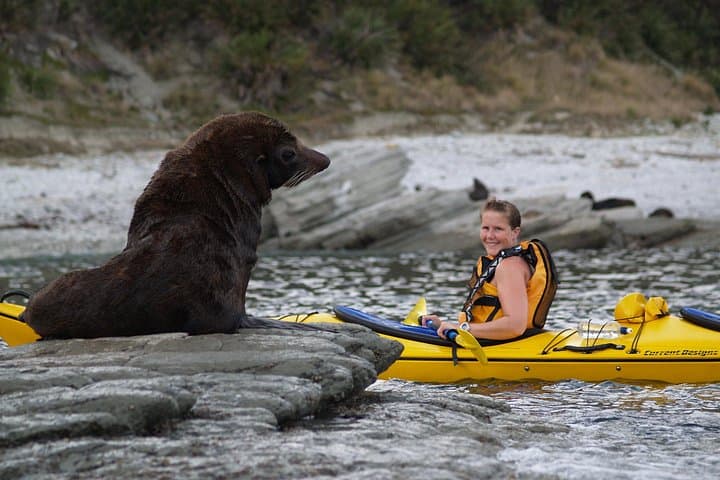 Kaikoura Private Wildlife Kayaking Tour: Seal, Dolphin & Whale Encounters photo 6