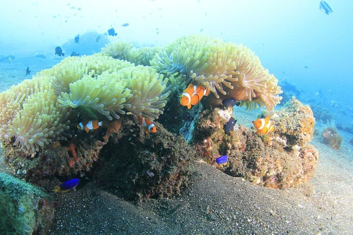 Discover Scuba at Tulamben’s USAT Liberty Shipwreck — Guided Dives from Sanur photo 3