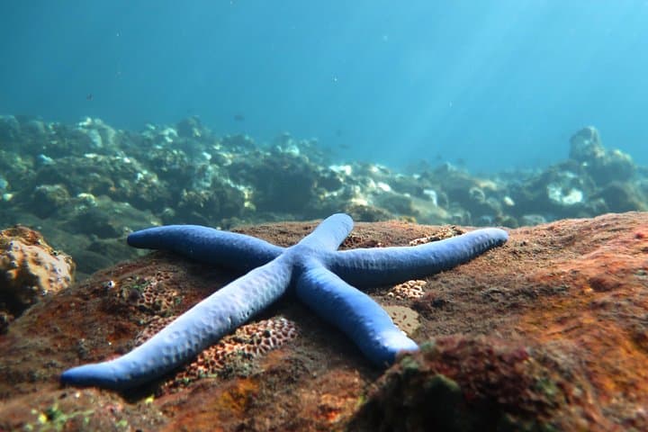 Discover Scuba at Tulamben’s USAT Liberty Shipwreck — Guided Dives from Sanur photo 5