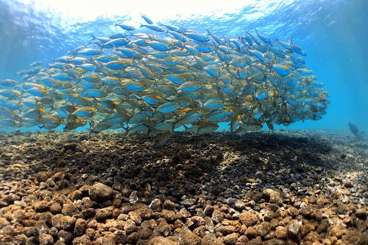 Discover Scuba at Tulamben’s USAT Liberty Shipwreck — Guided Dives from Sanur photo 6