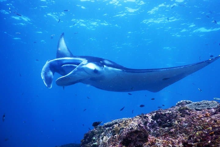 Nusa Penida Snorkeling: Manta Point, Crystal Bay & SD Reef Day Trip
