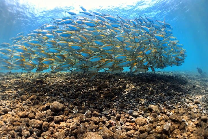 USAT Liberty Shipwreck: Tulamben Bali Scuba Dives for Certified Divers photo 5