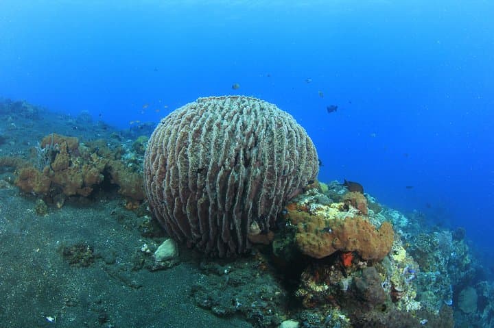 USAT Liberty Shipwreck: Tulamben Bali Scuba Dives for Certified Divers photo 6