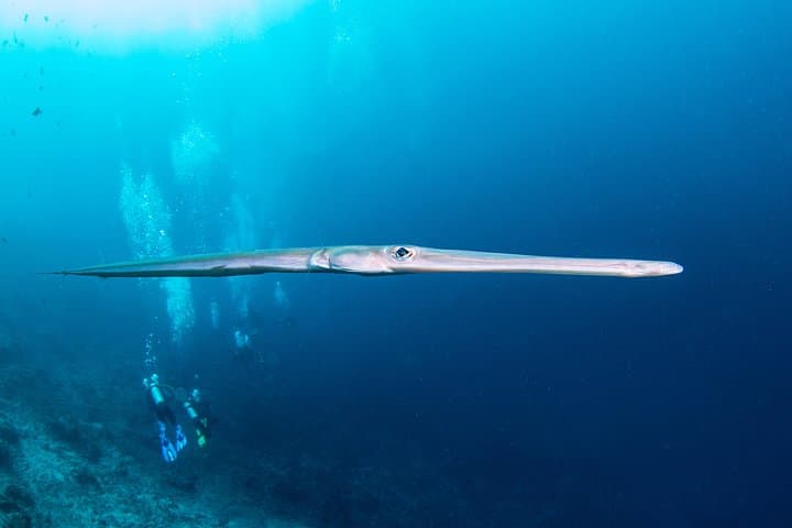 Three-Dive Nusa Penida Day: Manta Point, Crystal Bay & SD Drift photo 5