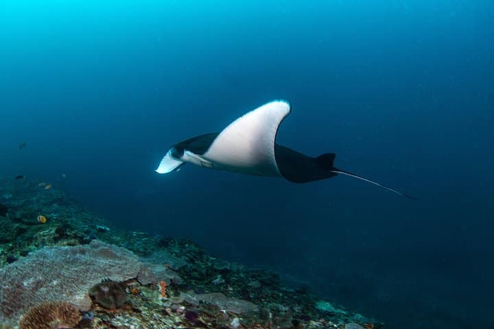 Three-Dive Nusa Penida Day: Manta Point, Crystal Bay & SD Drift photo 4
