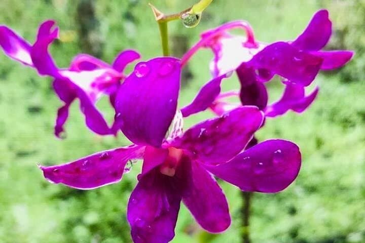 Discover Nadi: Half-Day Cultural & Nature Tour from Nadi, Fiji photo 2
