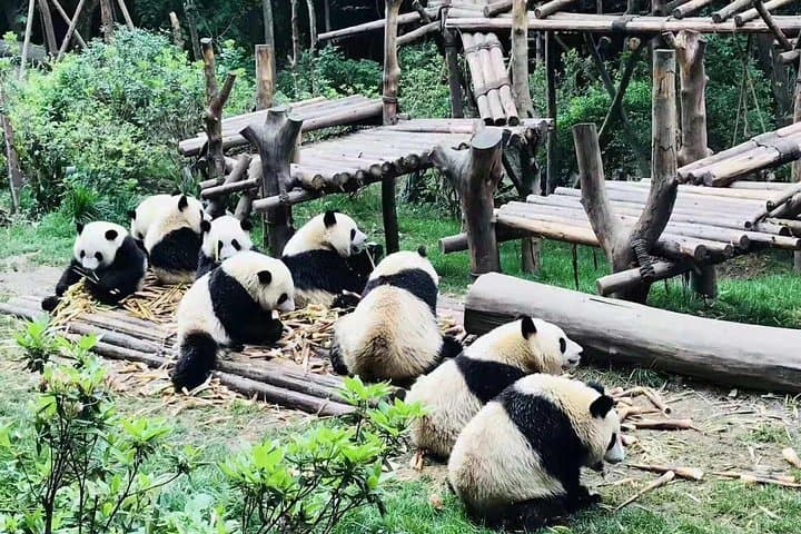 Private Chengdu Full-Day Panda Tour: See Giant Pandas & Customize Your Afternoon