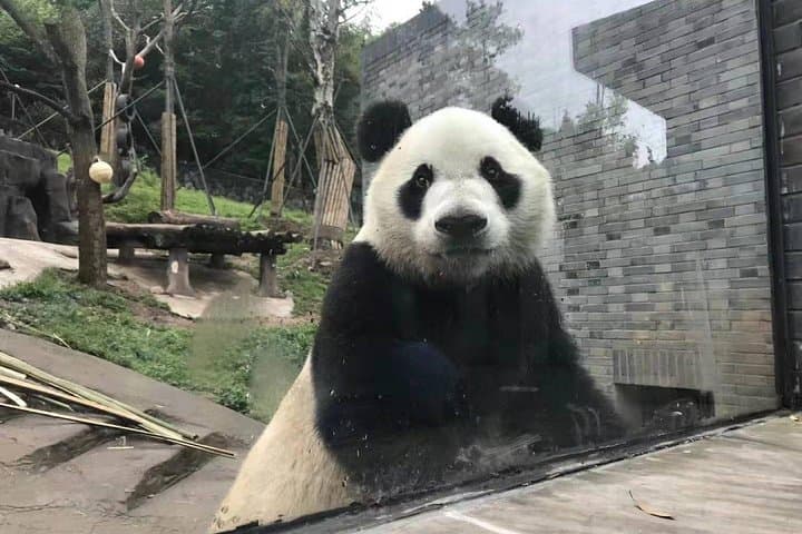 Full-Day Chengdu Panda Base Tour with Custom Afternoon Options