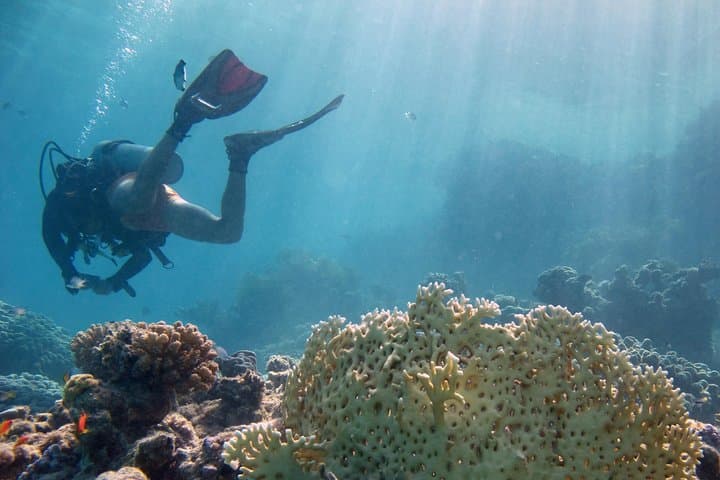 Red Sea Full-Day Scuba Diving Adventure from Hurghada — 2 Dive Sites & Lunch photo 4