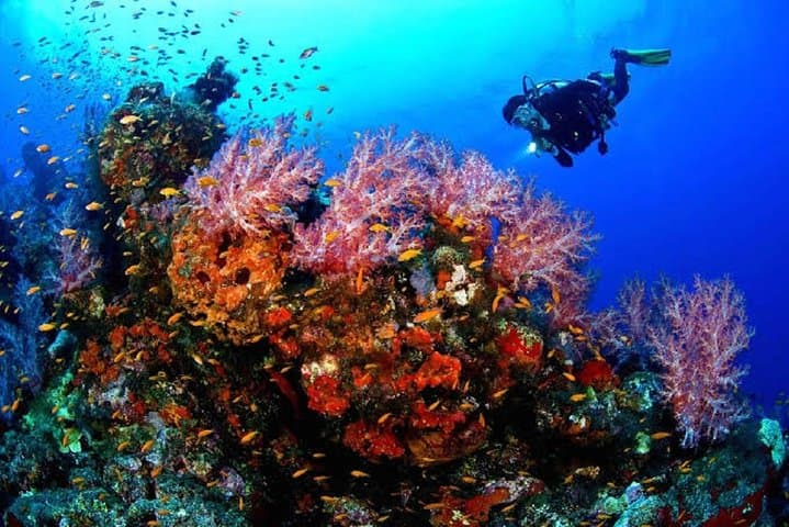 Red Sea Full-Day Scuba Diving Adventure from Hurghada — 2 Dive Sites & Lunch photo 6