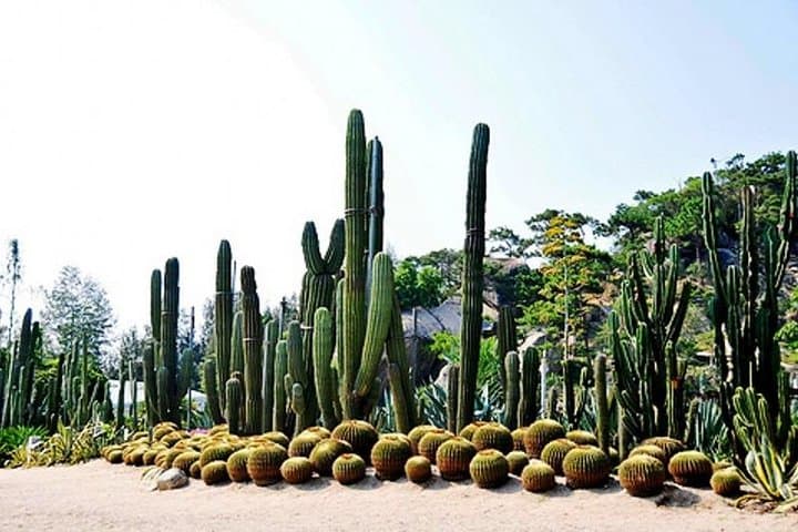 Xiamen Private Day Tour: Gulangyu Island & Xiamen Botanic Garden photo 6