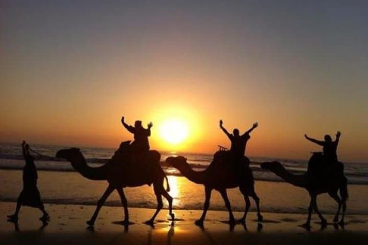 Camel Riding Agadir: Eucalyptus Trails & Souss Massa Wildlife Experience photo 2