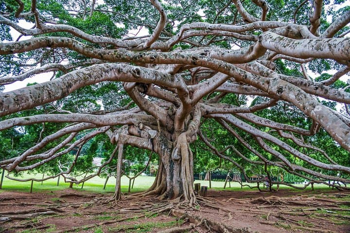Explore the Cultural Tapestry of Kandy on a Day Tour photo 4