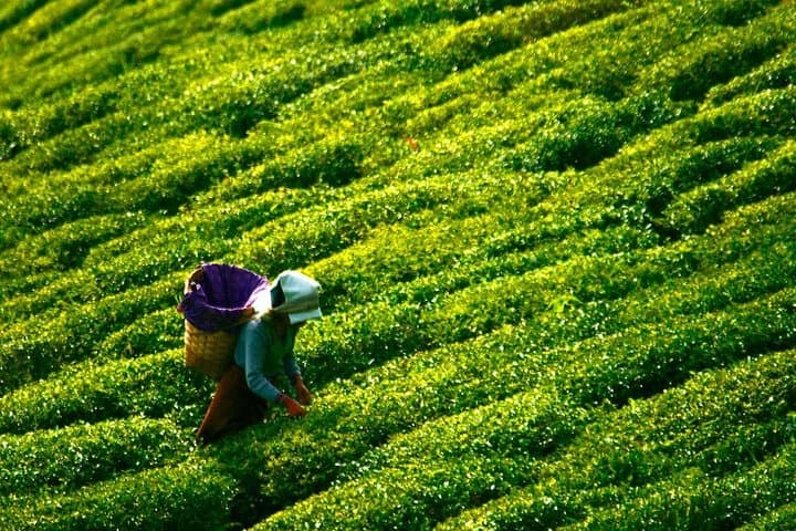Explore the Cultural Tapestry of Kandy on a Day Tour photo 6