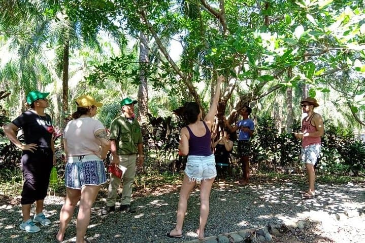 Mangrove Walk: Quepos Monkey & Mangrove Hike in Costa Rica photo 5
