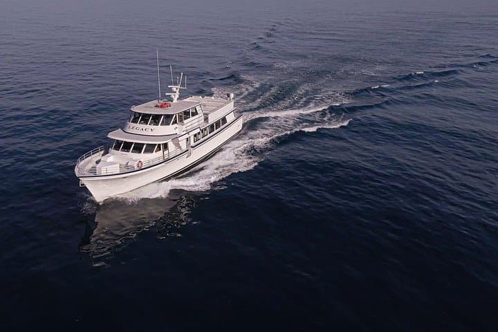 San Diego 3-Hour Whale Watching Cruise — Rapid Ocean Wildlife Excursions photo 3