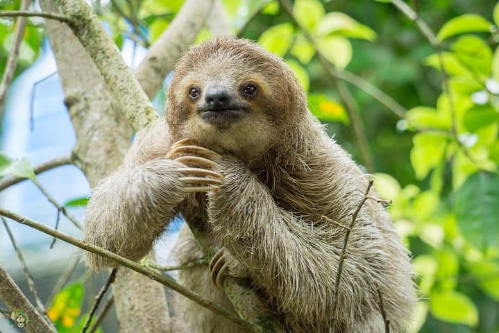 Roatan Sloth & Zip: 16-Line Jungle Zipline and Sloth & Monkey Park photo 5