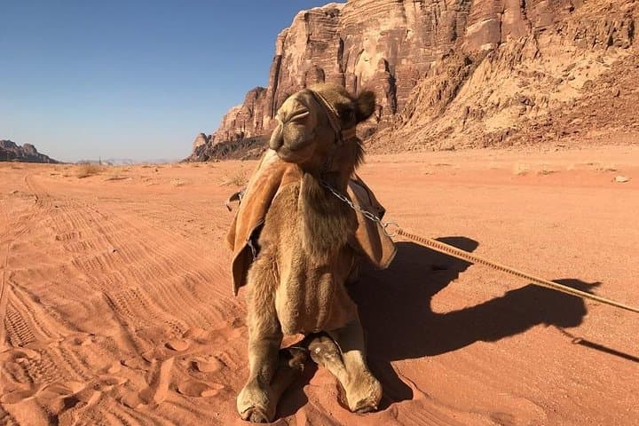 Wadi Rum & Petra Shore Excursion: 2-Day Overnight in Wadi Rum from Aqaba Port photo 4