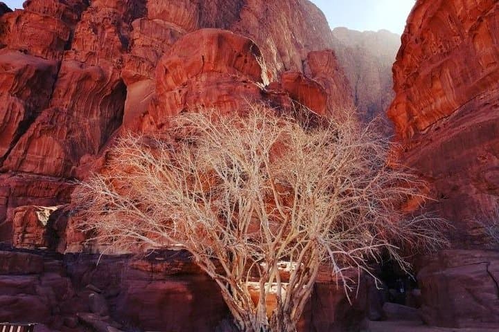 Wadi Rum & Petra Shore Excursion: 2-Day Overnight in Wadi Rum from Aqaba Port photo 3