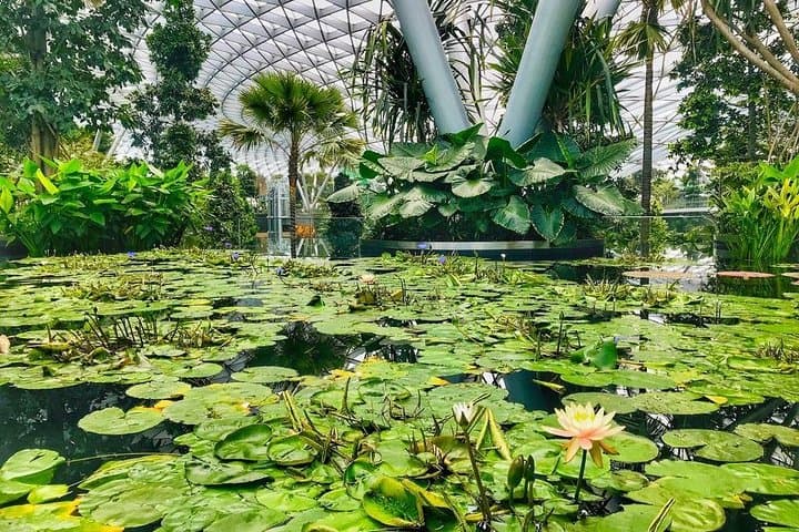 Inside Jewel Changi: A 90‑Minute Highlights Walking Tour of Singapore’s Indoor Rainforest photo 2