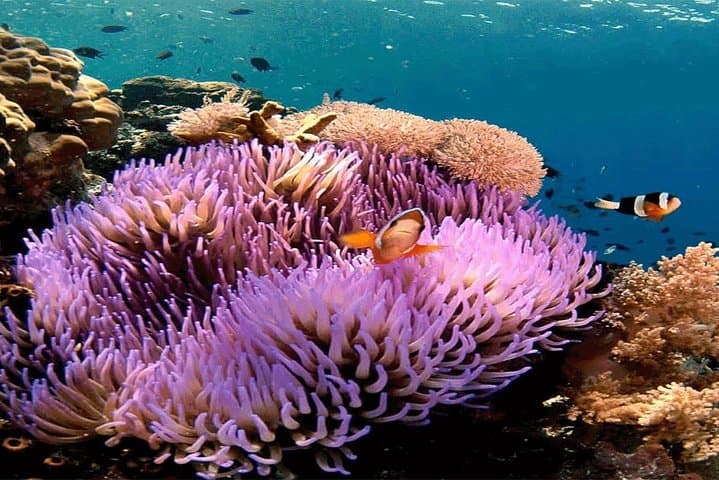 Bali Blue Lagoon Snorkeling: All-Inclusive Padangbai Day Trip photo 3