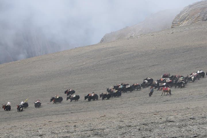 Remote High-Plateau Trek: Upper Dolpo & Shey Phoksundo National Park photo 4