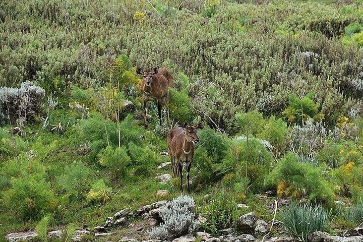 3-Day Bale Mountains Trekking: Sanetti Plateau & Dinsho Wildlife Safari photo 3