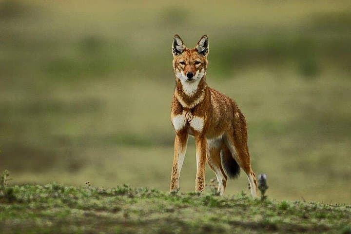 3-Day Bale Mountains Trekking: Sanetti Plateau & Dinsho Wildlife Safari