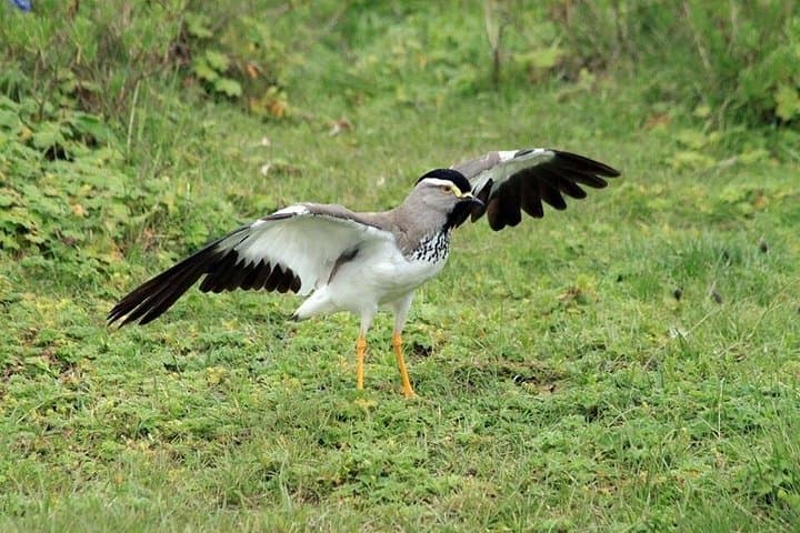 3-Day Bale Mountains Trekking: Sanetti Plateau & Dinsho Wildlife Safari photo 4