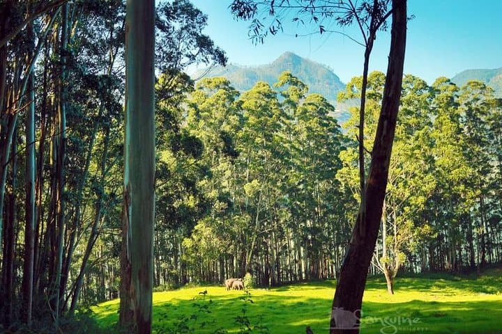 5-Day Kerala Budget Tour: Munnar Hills, Thekkady Wildlife & Alleppey Backwater Houseboat