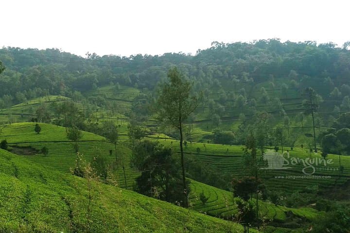 5-Day Kerala Budget Tour: Munnar Hills, Thekkady Wildlife & Alleppey Backwater Houseboat photo 3