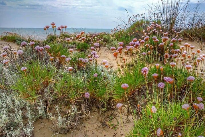 El Rocío & Doñana Natural Park Day Trip from Seville — Dunes, Wetlands & Beach Walks photo 4